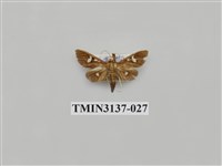 藏品(螟蛾265)的圖片